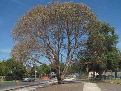 Bailley 11Mar13 IMG_1243sm